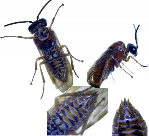 Periclista albida